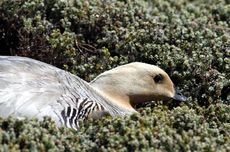 Magellangans (5 von 9).jpg